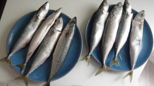 Une Maquereau Fiesta, on cuisine et on se régale ! maquereau,poisson gras,maquereau fiesta,atelier de cuisine,blogueurs culinaires