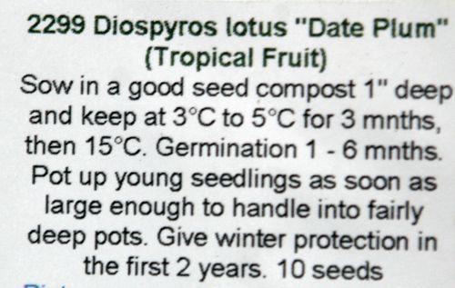 diospyros lotus 5 oct 2012 018.jpg