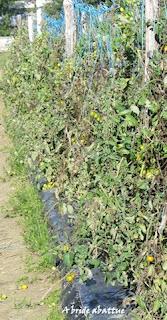 Cueillette de fruits et de légumes en plein champ Cueillette de fruits et de légumes en plein champ