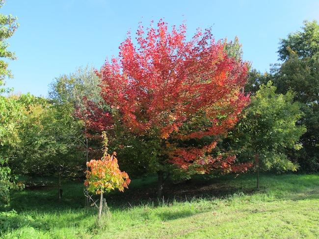 Les 30 ans de l’arboretum de Boiscorde, un anniversaire tout de rouge vêtu