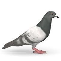 Pigeon-bis
