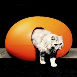 litière orange chat