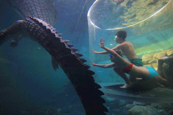 Cage-of-death-Crocodiles-Australia5 Immergez-vous dans la « Cage of Death » pour approcher un crocodile géant