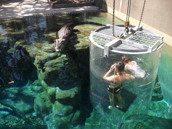 Cage-of-death-Crocodiles-Australia4 Immergez-vous dans la « Cage of Death » pour approcher un crocodile géant