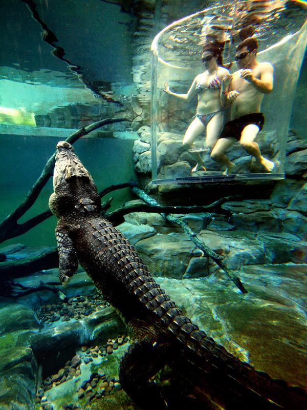 Cage-of-death-Crocodiles-Australia3 Immergez-vous dans la « Cage of Death » pour approcher un crocodile géant