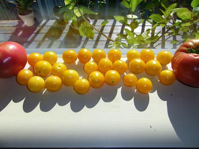 récolte du jardin récolte du jardin