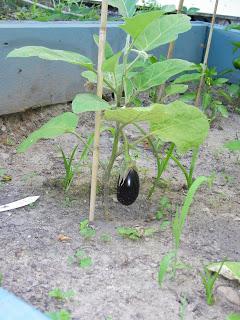 Notre jardin Notre jardin