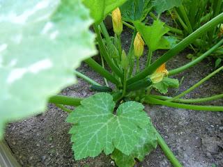 Notre jardin Notre jardin