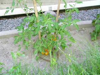 Notre jardin Notre jardin