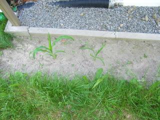 Notre jardin Notre jardin