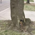 suburban-hello-by-david-zinn suburban-hello-by-david-zinn