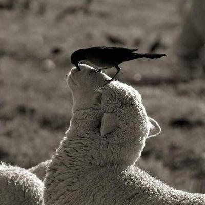 mouton-et-oiseau.jpg