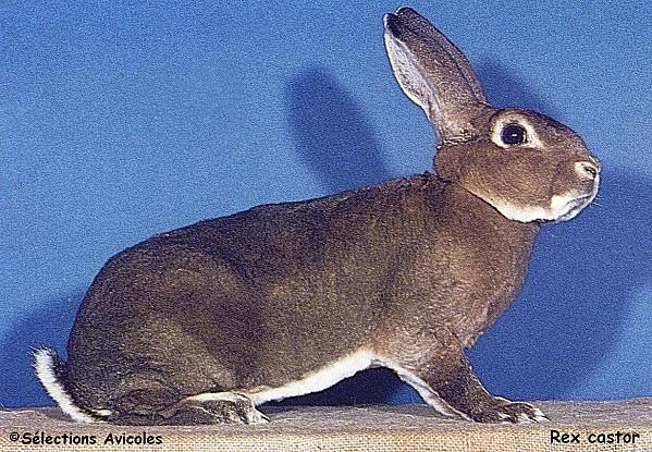 Agir prudemment pour assurer le résultat Rex-castor-2-copie-1.jpg