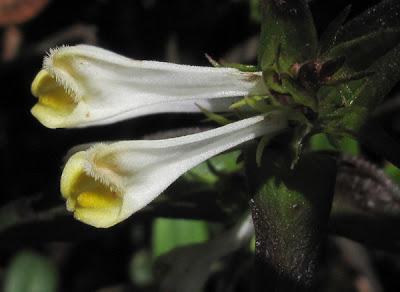 Trois Scrophulariaceae
