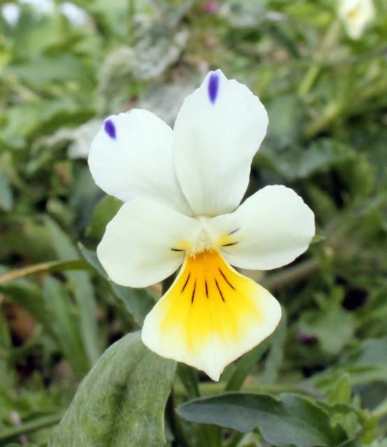 Ambiance feuilles mortes Ambiance feuilles mortes