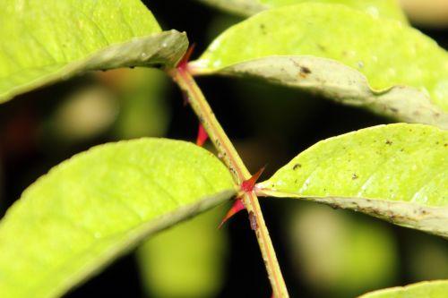 Zanthoxylum schinifolium 5 zantho schinifolium oct 2012 006.jpg