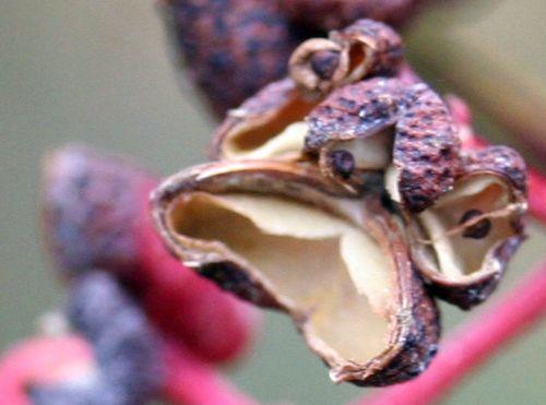 Zanthoxylum schinifolium zantho simulans coque rec romi 3 nov 2010 004.jpg