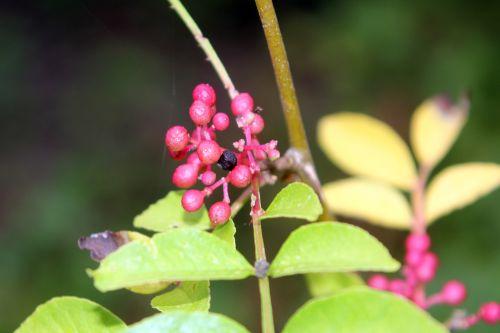 Zanthoxylum schinifolium zantho simulans 2 romi 10 oct 2012 058.jpg