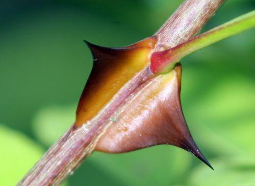 Zanthoxylum schinifolium zantho simulans 5 romi 10 oct 2012 058 (2).jpg