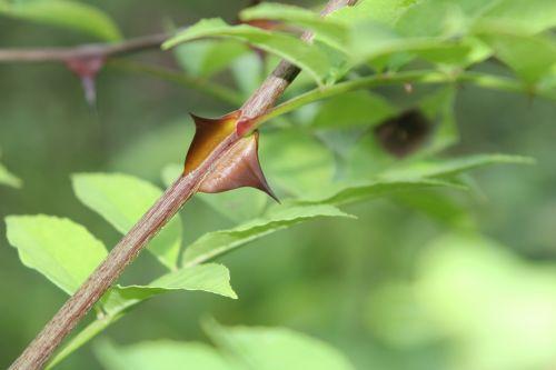 Zanthoxylum schinifolium zantho simulans 4 romi 10 oct 2012 058 (1).jpg
