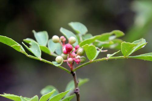 Zanthoxylum schinifolium zantho simulans 1 z romilly 5 sept 2012 019 (1).jpg