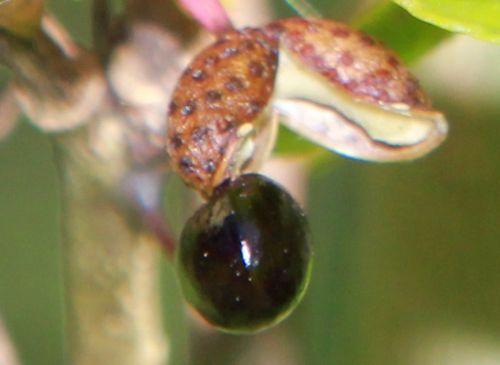 Zanthoxylum schinifolium zantho simulans 1 romilly 8 sept 2012 041.jpg