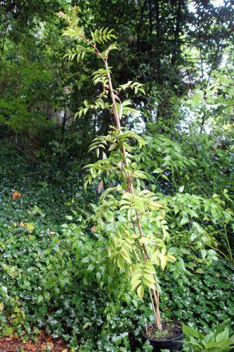 Zanthoxylum schinifolium 1 barres 13 oct 2012 277.jpg