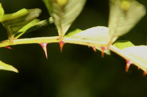Zanthoxylum schinifolium 4 zantho schinifolium oct 2012 003.jpg