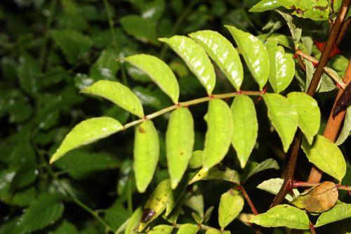 Zanthoxylum schinifolium 2 zantho schinifolium oct 2012 004.jpg