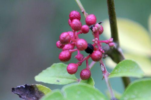 Zanthoxylum schinifolium zantho simulans 3 romi 10 oct 2012 058 (4).jpg