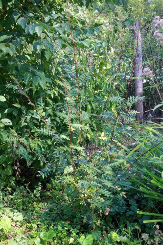 Zanthoxylum schinifolium zantho piperitum romilly 8 sept 2012 029.jpg