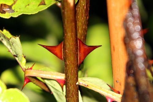 Zanthoxylum schinifolium 6 zantho schinifolium oct 2012 008.jpg