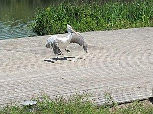 Villars les Dombes - 01 - N°3 Villars-les-Dombes 0226 1