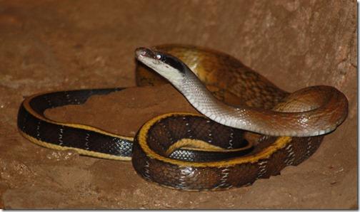 Thailande2011_1273 Thailande2011_1273