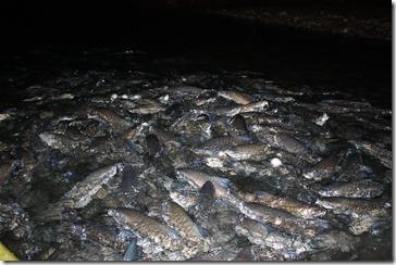 Thailande2011_1233 Thailande2011_1233