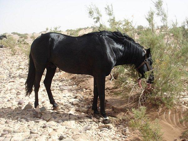 pas privée de désert..... DSC03050.jpg