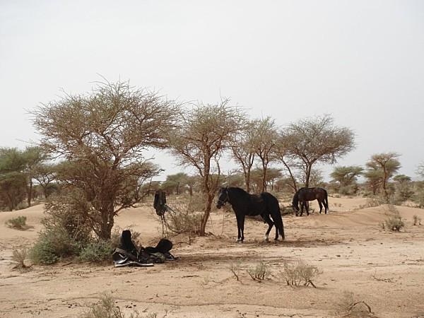 pas privée de désert..... DSC03038.jpg