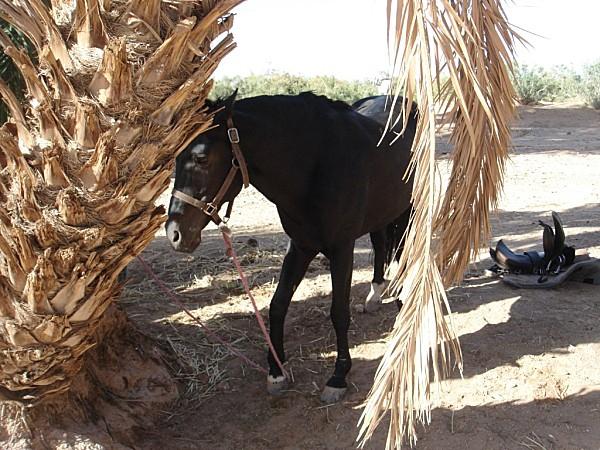 pas privée de désert..... DSC03156.jpg