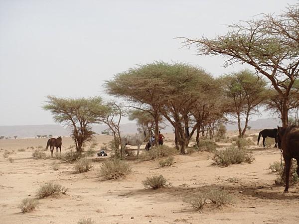 pas privée de désert..... DSC03039.jpg