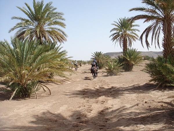 pas privée de désert..... DSC03103.jpg