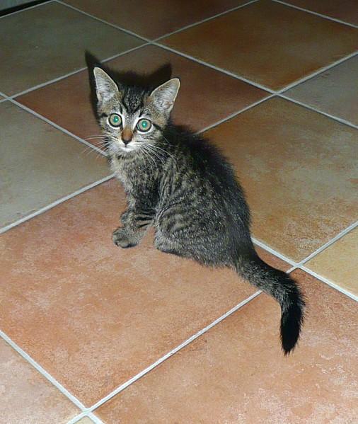 Titi n'est pas un gros minet... Titi-assis.jpg