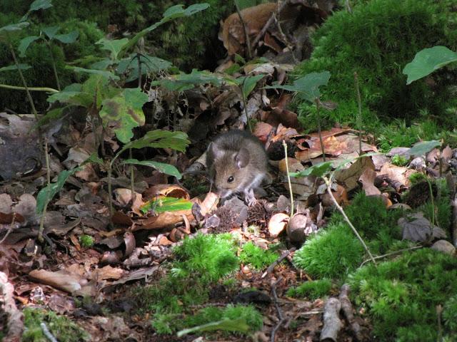 autumn in normandy autumn in normandy
