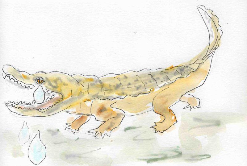 129) larmes Crocodile