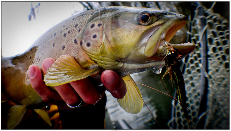 Southern Culture On The Fly #5 Southern Culture On The Fly #5