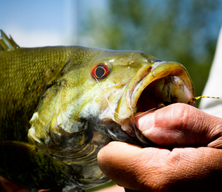 Southern Culture On The Fly #5 Southern Culture On The Fly #5