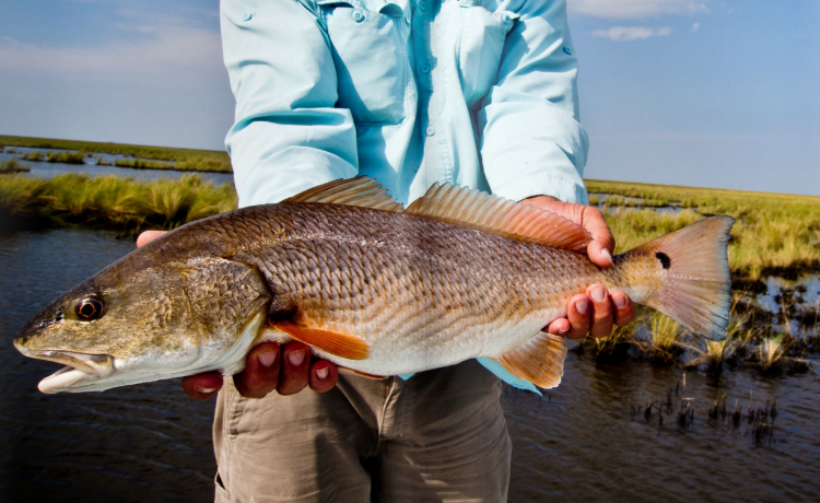 Southern Culture On The Fly #5 Southern Culture On The Fly #5