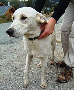 J'ai perdu mon Maître ! DSC03833.JPG