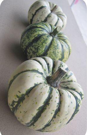 courges patidou(1)