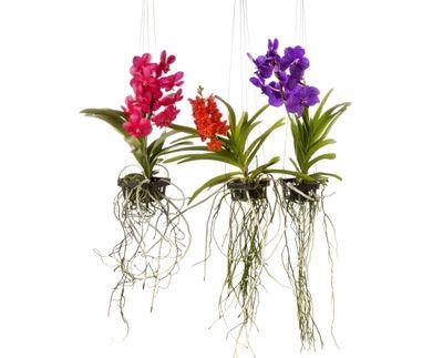 Vanda-by anco-mix-racines Vanda-by anco-mix-racines