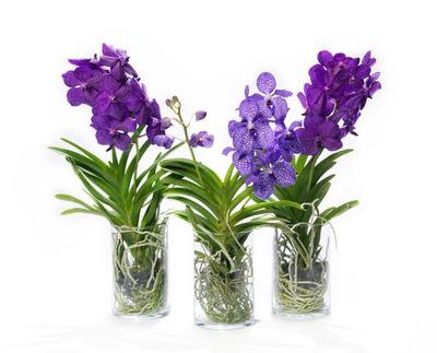 Vanda-by anco-bleues-vases Vanda-by anco-bleues-vases